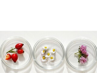 Petri dishes with various kinds of plants (rose hips, daisy flowers and red clover. Phytotherapy, herbal or natural medicine. Laboratory research. Copy space for text