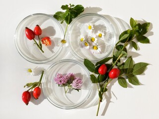Petri dishes with various kinds of plants (rose hips, daisy flowers and red clover). Phytotherapy, herbal or natural medicine. Laboratory research