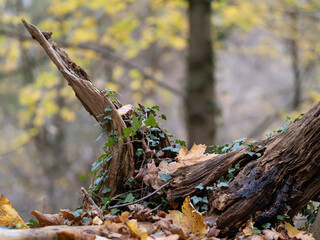Marburg Marbach Herbstwald, kleine Kobolde mit Efeu 