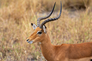 Antilope