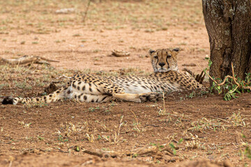 Guépard