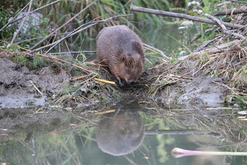 European beaver Swabian Alb Baden Wuerttemberg Germany © Frank Fichtmüller