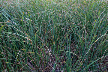 Elongated, flat leaves of reed in a wetland.