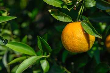 juicy tangerines on tree branches in autumn in Cyprus 3