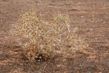 Eryngium campestre. Dry, prickly runner thistle plant. Field eryngo.