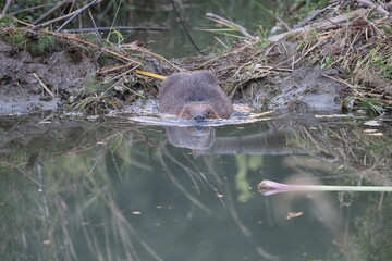 European beaver Swabian Alb Baden Wuerttemberg Germany © Frank Fichtmüller