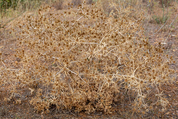 Field eryngo. Dry, prickly runner thistle plant. Eryngium campestre.