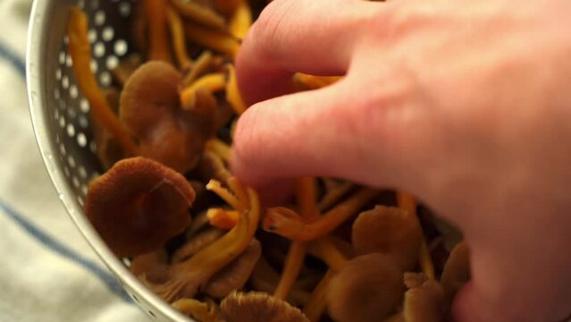 Close up shot of a hand picking up Yellowfoot mushrooms (Craterellus tubaeformis) from the sieve.