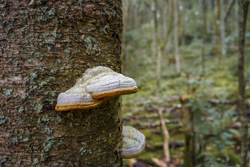 Hoof fungus or tinder fungus (Fomes fomentarius) in close up - obrazy, fototapety, plakaty