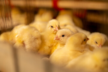 One-day-old broiler chickens in the premises of the poultry farm.