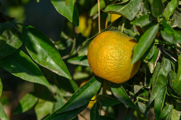 juicy tangerines on tree branches in autumn in Cyprus 4