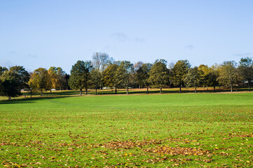 Trees