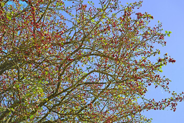 Weißdorn mit Beeren