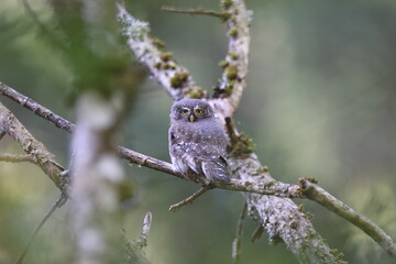 Eurasian pygmy owl (Glaucidium passerinum) Swabian Jura Germany