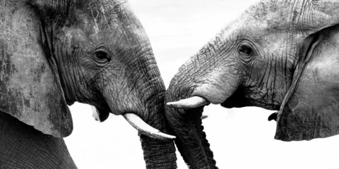 Zelfklevend Fotobehang two elephants with large tusks facing each other together © Wirestock