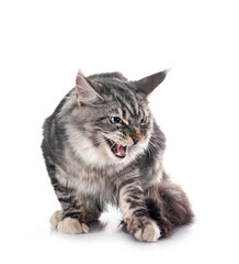 Fototapeta premium maine coon kitten