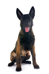 puppy malinois in studio
