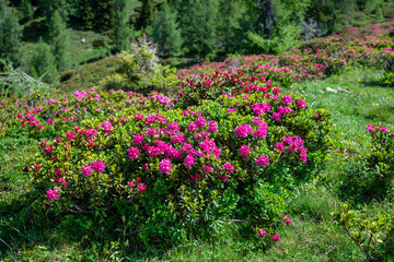 Bush with pink alpenrose alpine rose rhododendron flowers in a meadow in the alps in full bloom.