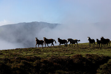 horses in freedom in the Asturian mountains