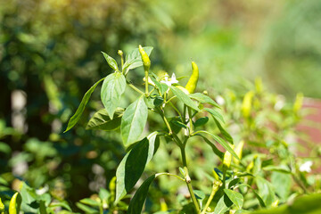 The chili plant in the garden is a vegetable herb used as a condiment with a spicy taste that helps improve the appetite.soft and selective focus.                               
