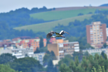 A stork white flies over the city and human dwellings from a height