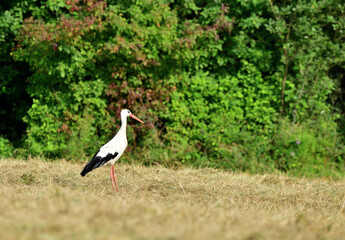 The white stork walks along the mowed meadow in the summer