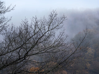 Marburg bei Nebel und Regen, Herbststimmung, Nebel im Wald, Dammelsberg hinter Blätterlose Baumkrone 