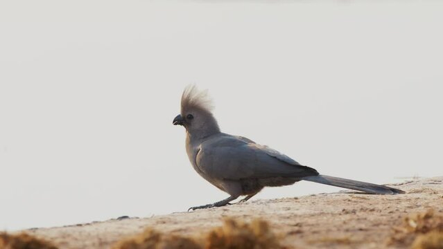 Footage of a Grey Go-away-bird (Corythaixoides concolor) near a river. South Africa.