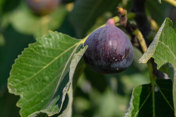 delicious figs on tree branches in autumn in Cyprus 2