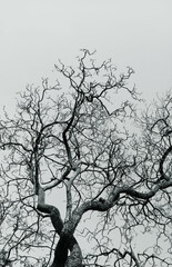 Monochrome image of a large tree with dry branches standing against the sky