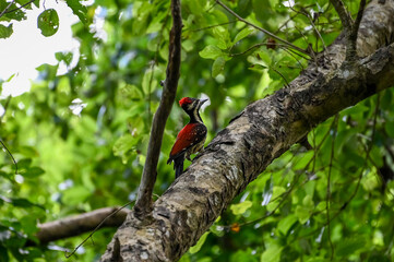 Beautiful birds of the world