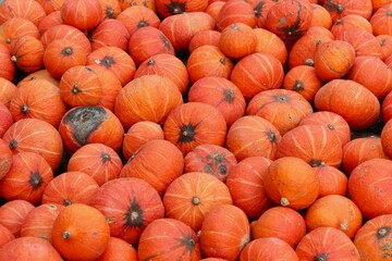 a bunch of orange mini pumpkins with stripes and dark spots and one rotten pumpkin among them
