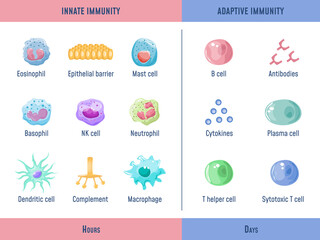 Adaptive immune system. Cells Innate immunity Complement protein, Anatomical division diagram with lymphoid cell, medical graphic exact png illustration - obrazy, fototapety, plakaty