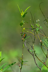 Beautiful insect of the world