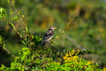 Beautiful birds of the world