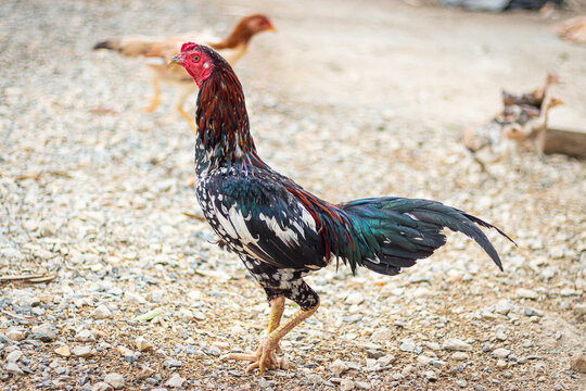 Rooster. Thai fighting cock on natural background. Beautiful chicken on nature background