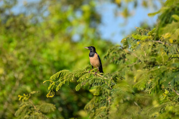 Beautiful birds of the world