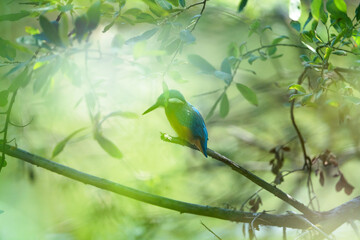 mystic kingfisher