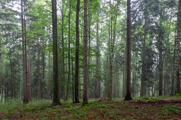 Beautiful green deciduous forest landscape.