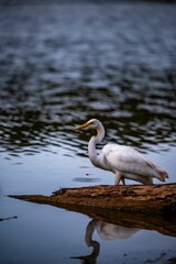 Obraz premium a white heron sitting on a log in the water with a reflection of its head