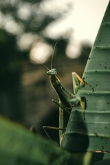 a green insect that is sitting on top of a banana leaf - obrazy, fototapety, plakaty