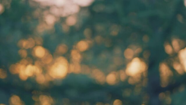 Sun Flare. Golden Hour. Beautiful Abstract Natural Background. Sunset Light. Blur.
