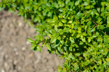 Breckland thyme leaves