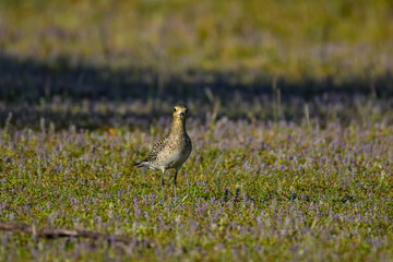 Beautiful birds of the world
