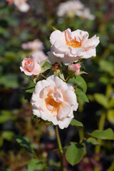Fototapeta premium Rose Da Capo flowers
