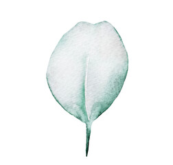 Watercolor eucalyptus green leaf isolated illustration, wedding Element