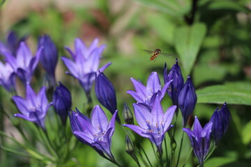 hoverfly visiting purple triteleia flowers on a sunny day