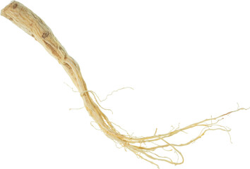ginseng cut out on transparent background.