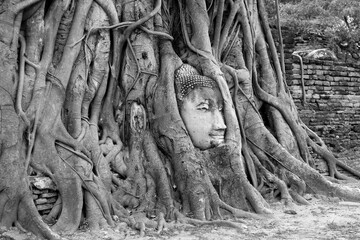 Buddha Image's Head Trapped in the Tree Roots at Wat Mahathat Ancient Temple, a UNESCO World Heritage Site in Ayutthaya, Thailand in Monochrome