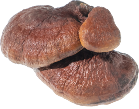 reishi mushroom cut out on transparent background.